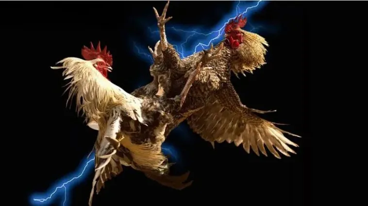 Đá Gà 58Win Trải Nghiệm Đỉnh Cao Thể Thao Trực Tuyến